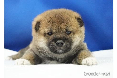 成約済の愛知県の柴犬-350940の2枚目